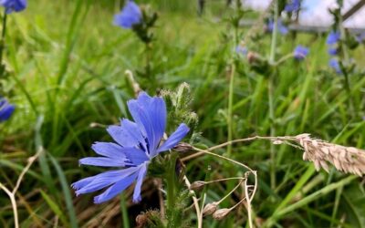 Step By Step – Two Sisters Reflect On The Joy Of Walking